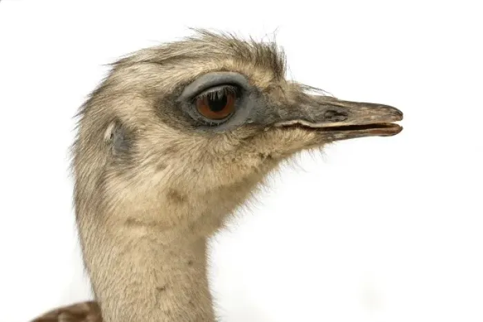 Framed Print : Pterocnemia pennata pennata, rhea Framed Print : Pterocnemia pennata pennata, rhea