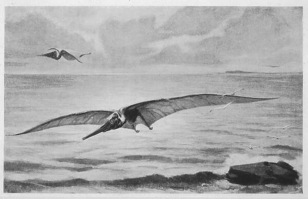 Pterodactyl  /  Pteranodon