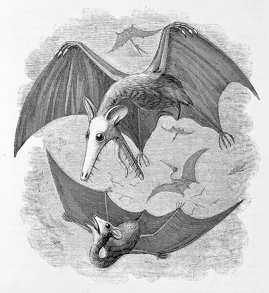 Pterodactyls considered as marsupial bats