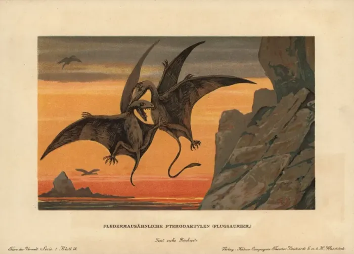 Framed Print : Pterodactylus, extinct genus of pterosaurs Framed Print : Pterodactylus, extinct genus of pterosaurs