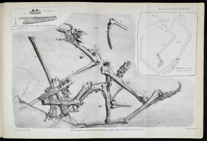 Framed Print : Pterodactylus macronyx Framed Print : Pterodactylus macronyx