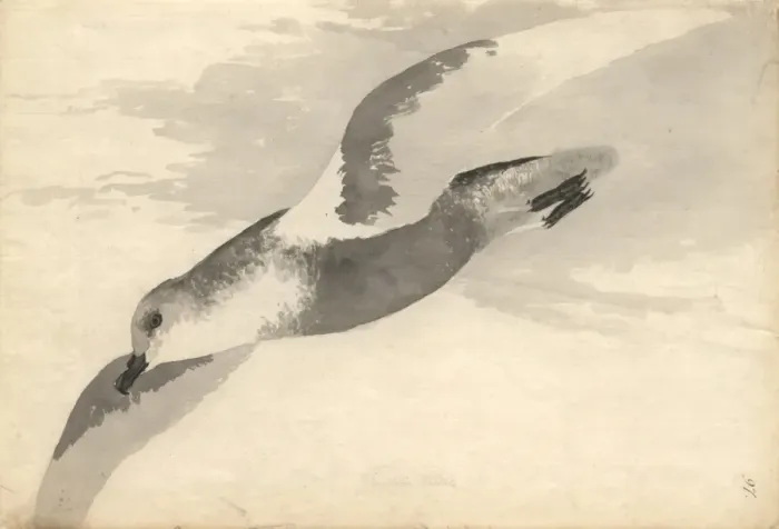 Framed Print : Pterodroma inexpectata, mottled petrel Framed Print : Pterodroma inexpectata, mottled petrel