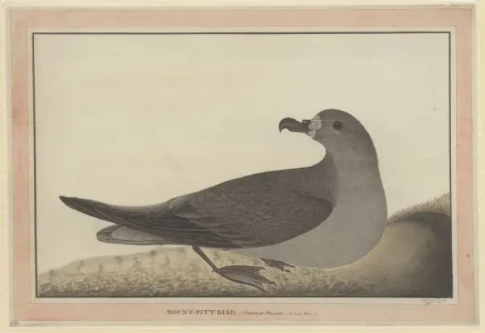 Framed Print : Pterodroma solandri, Providence petrel Framed Print : Pterodroma solandri, Providence petrel