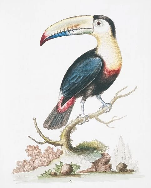 Pteroglossus sp. toucan