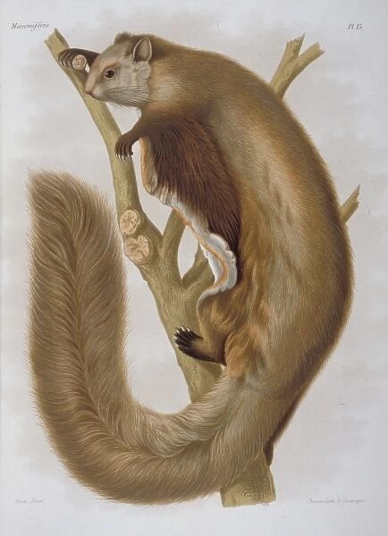 Pteromys melanopterus, Chinese flying squirrel