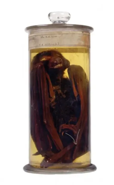 Framed Print : Pteropus alecto gouldi, black flying fox Framed Print : Pteropus alecto gouldi, black flying fox