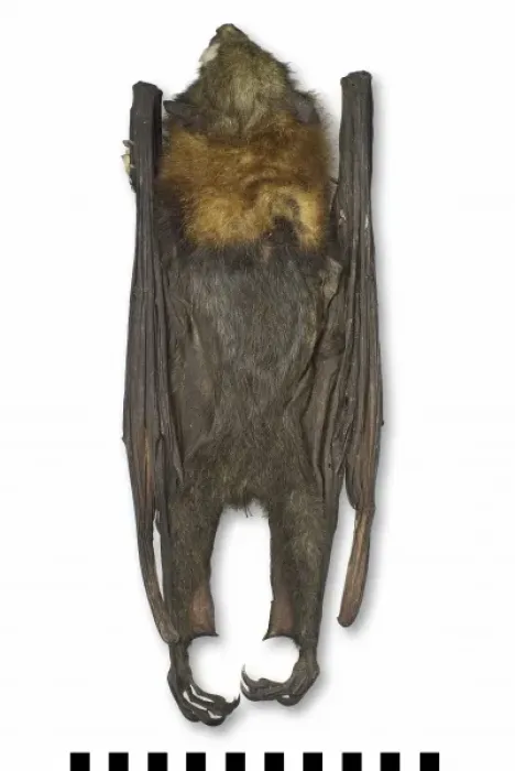Framed Print : Pteropus poliocephalus, grey-headed flying-fox Framed Print : Pteropus poliocephalus, grey-headed flying-fox