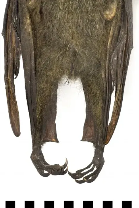 Framed Print : Pteropus poliocephalus, grey-headed flying-fox Framed Print : Pteropus poliocephalus, grey-headed flying-fox