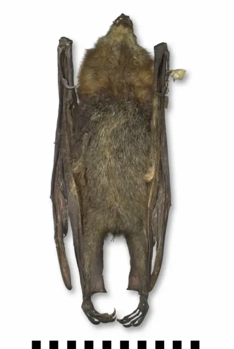 Framed Print : Pteropus poliocephalus, grey-headed flying-fox Framed Print : Pteropus poliocephalus, grey-headed flying-fox