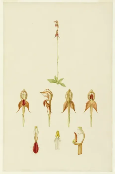 Framed Print : Pterostylis rufa, rusty hood Framed Print : Pterostylis rufa, rusty hood
