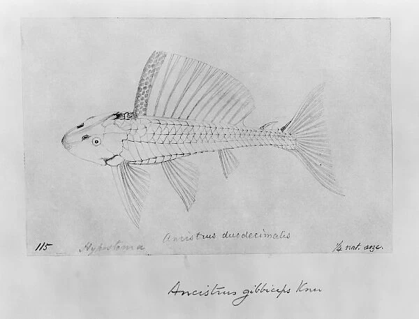 Pterygolichthys gibbiceps, sailfin pleco