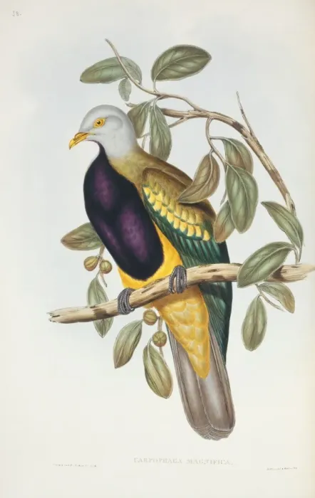 Framed Print : Ptilinopus magnificus, woompoo fruit dove Framed Print : Ptilinopus magnificus, woompoo fruit dove