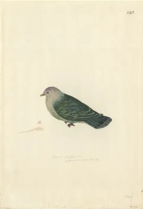 Framed Print : Ptilinopus purpuratus, grey-green fruit dove Framed Print : Ptilinopus purpuratus, grey-green fruit dove