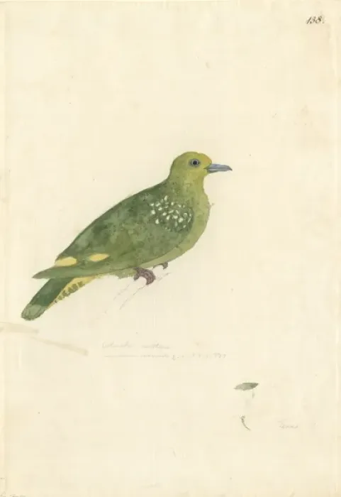 Framed Print : Ptilinopus tannensis, Tanna fruit dove Framed Print : Ptilinopus tannensis, Tanna fruit dove