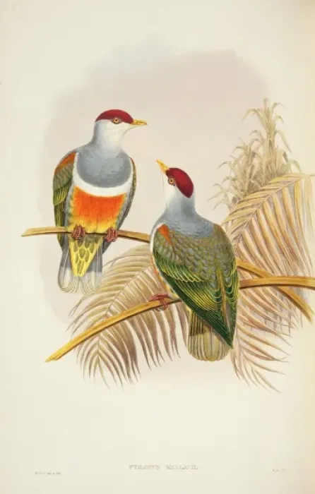 Framed Print : Ptilinopus wallacii, Wallaces fruit-dove Framed Print : Ptilinopus wallacii, Wallaces fruit-dove