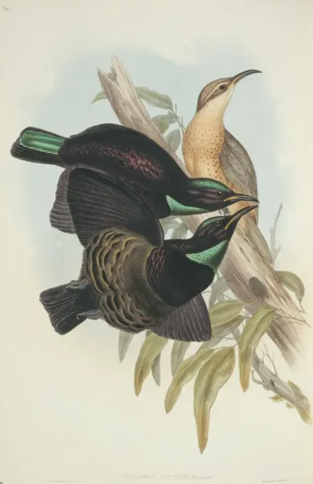 Framed Print : Ptiloris victoriae, Victorias riflebird Framed Print : Ptiloris victoriae, Victorias riflebird