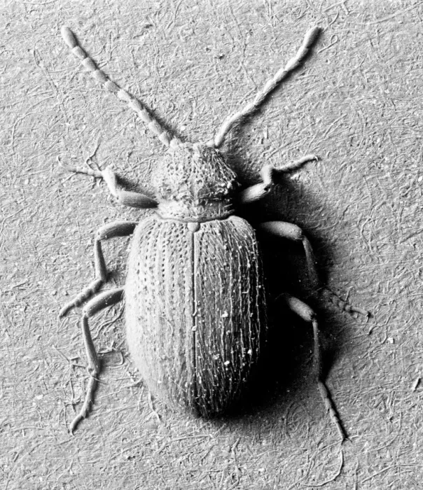Framed Print : Ptinus tectus, spider beetle Framed Print : Ptinus tectus, spider beetle