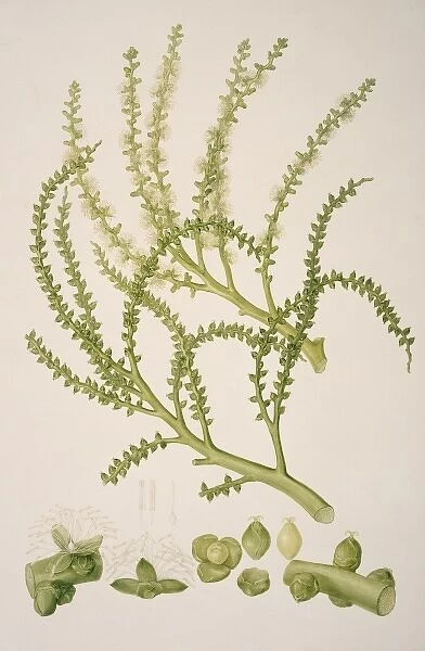 Ptychosperma elegans, solitare palm