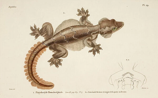 Ptychozoon kohli, flying gecko