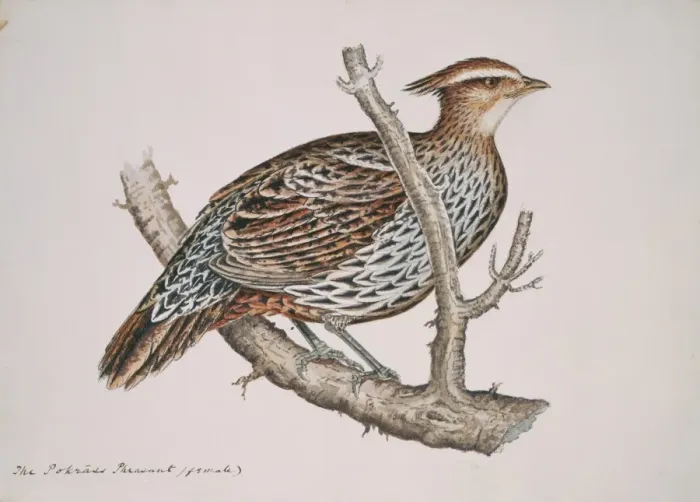 Framed Print : Pucrasia macrolopha, koklass pheasant Framed Print : Pucrasia macrolopha, koklass pheasant
