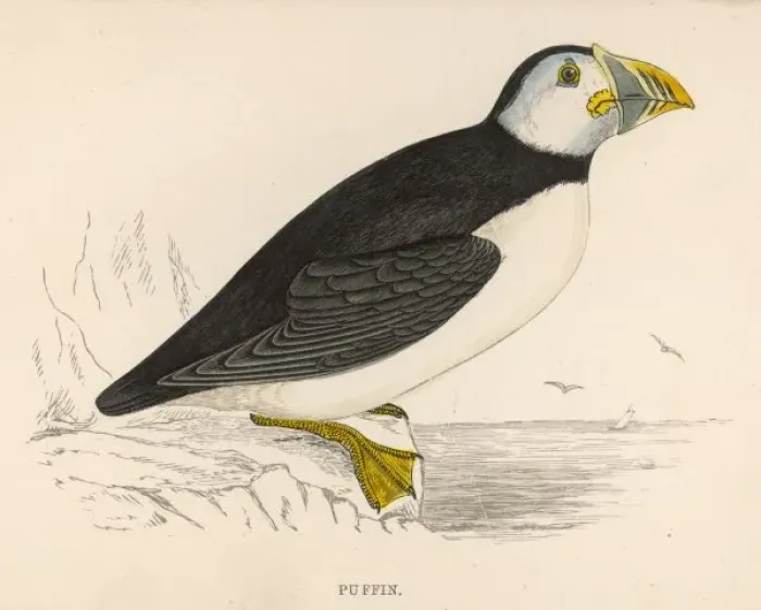 Framed Print : PUFFIN. Puffin Framed Print : PUFFIN. Puffin