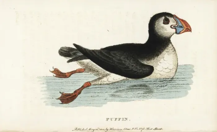Framed Print : Puffin, Fratercula arctica Framed Print : Puffin, Fratercula arctica