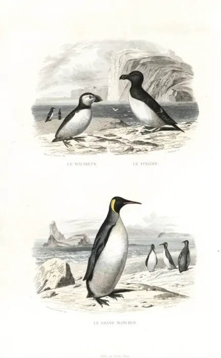 Framed Print : Puffin, razorbill and king penguin Framed Print : Puffin, razorbill and king penguin
