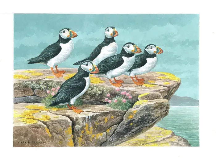 Framed Print : Puffins by David Parry Framed Print : Puffins by David Parry