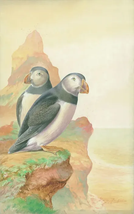 Framed Print : Puffins by George Rankin Framed Print : Puffins by George Rankin