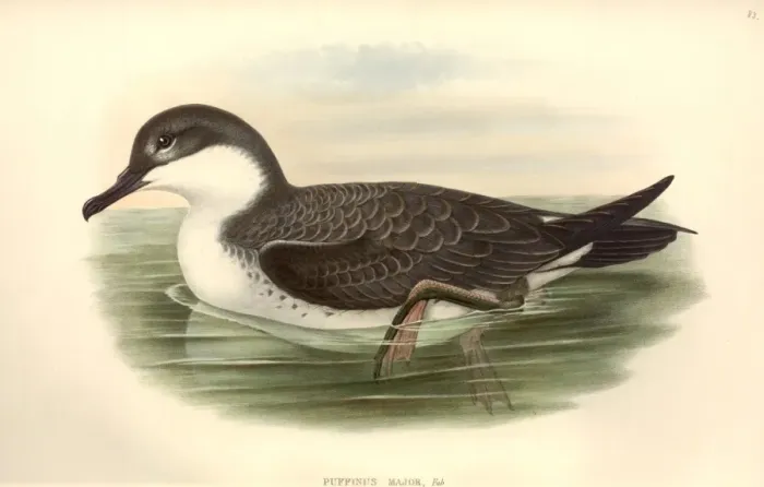 Framed Print : Puffinus gravis, great shearwater Framed Print : Puffinus gravis, great shearwater