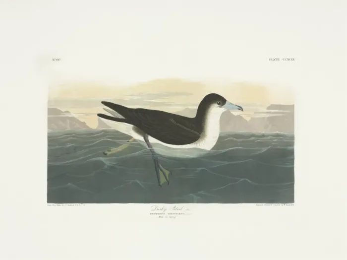 Framed Print : Puffinus lherminieri, Audubons shearwater Framed Print : Puffinus lherminieri, Audubons shearwater