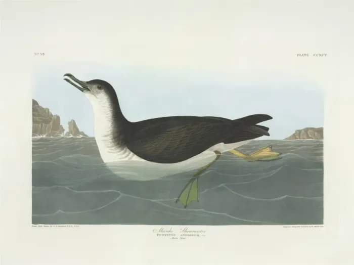 Framed Print : Puffinus puffinus, Manx shearwater Framed Print : Puffinus puffinus, Manx shearwater