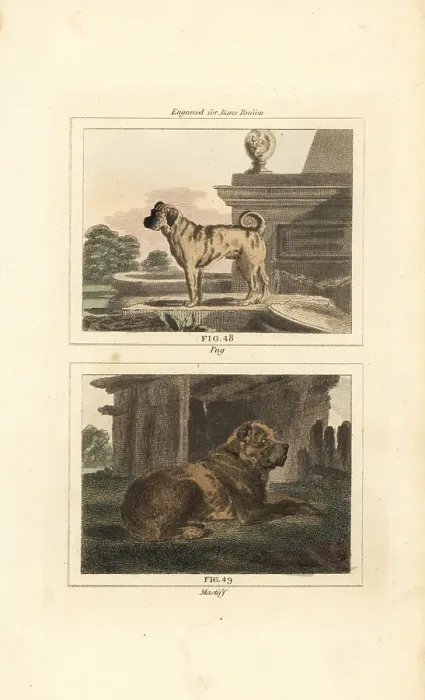 Framed Print : Pug and mastiff Framed Print : Pug and mastiff
