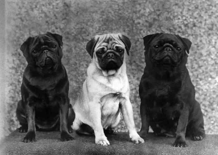 Framed Print : THREE PUGS / 1963 Framed Print : THREE PUGS / 1963