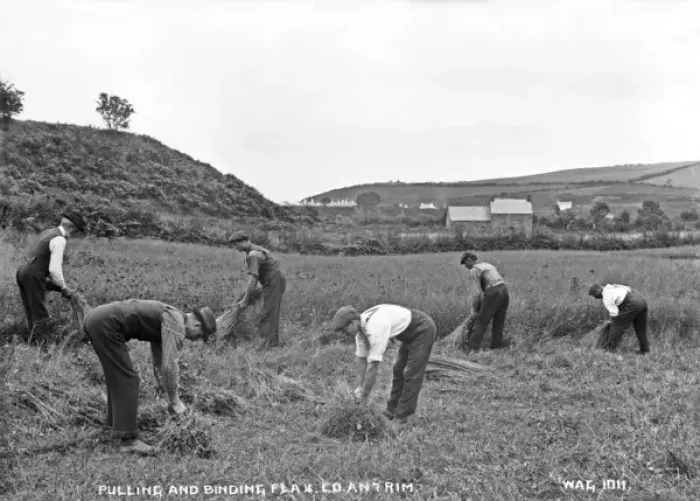 Framed Print : Pulling and Binding Flax, Co. Antrim Framed Print : Pulling and Binding Flax, Co. Antrim