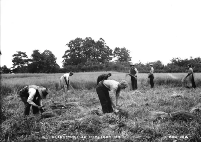 Framed Print : Pulling and Tying Flax, Co. Antrim