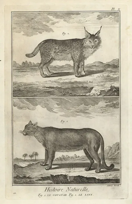 Framed Print : Puma and Eurasian lynx Framed Print : Puma and Eurasian lynx