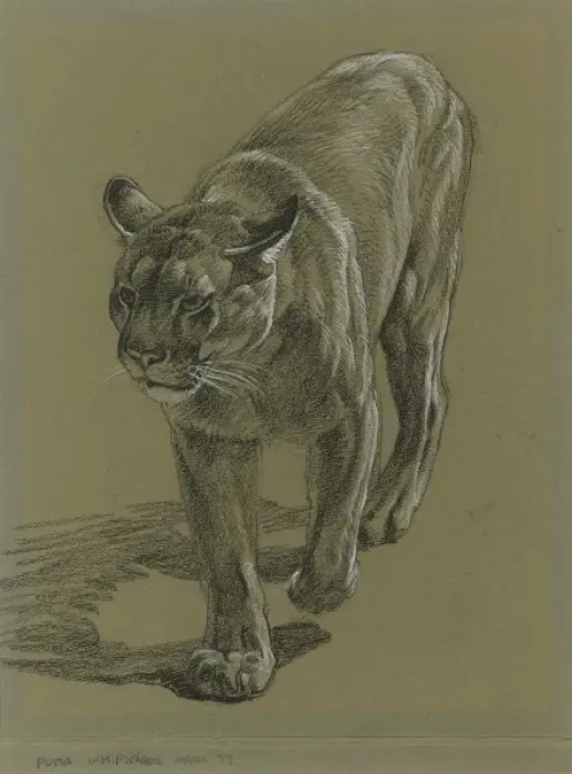 Framed Print : Puma stalking forward Framed Print : Puma stalking forward