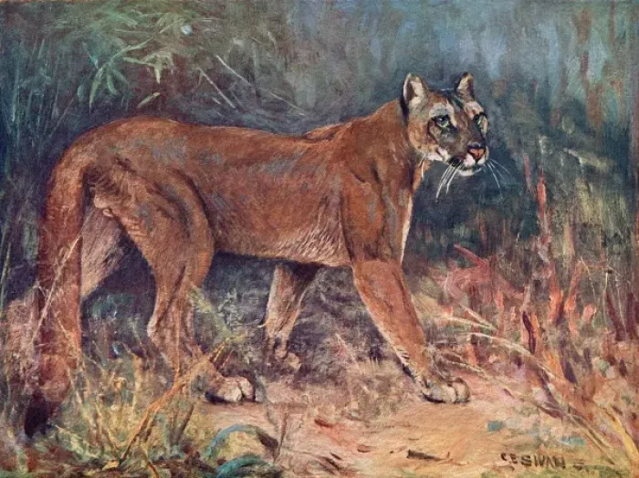 Framed Print : Puma in the Wild Framed Print : Puma in the Wild