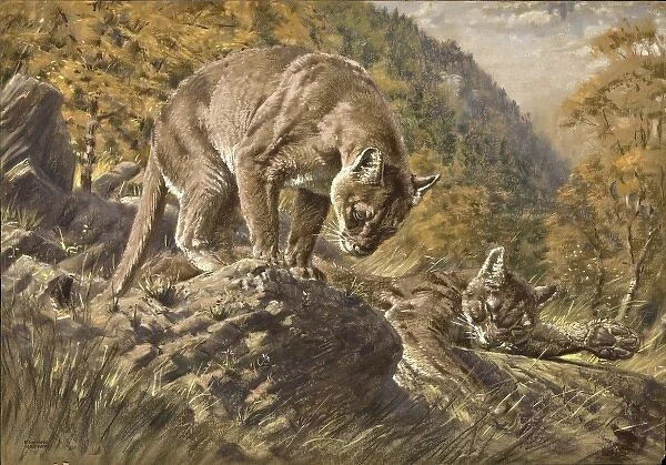Two Pumas in a valley