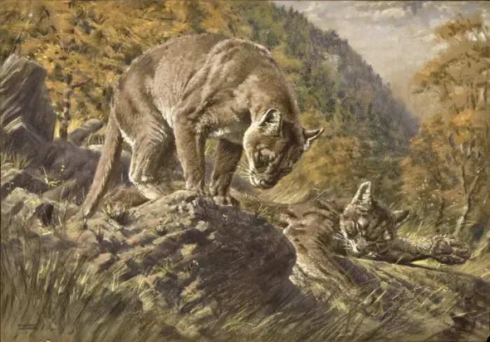 Framed Print : Two Pumas in a valley Framed Print : Two Pumas in a valley