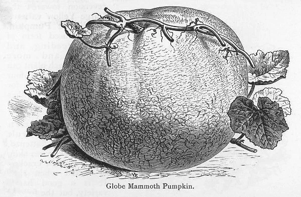 Pumpkin Globe Mammoth