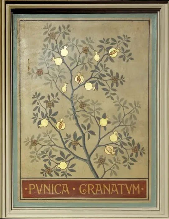 Framed Print : Punica granatum, pomegranate Framed Print : Punica granatum, pomegranate
