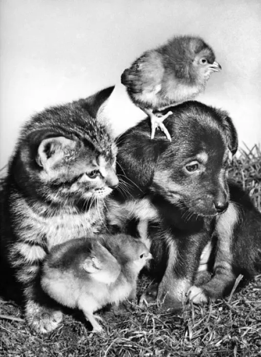 Framed Print : Pup, Kitten and Chicks Framed Print : Pup, Kitten and Chicks