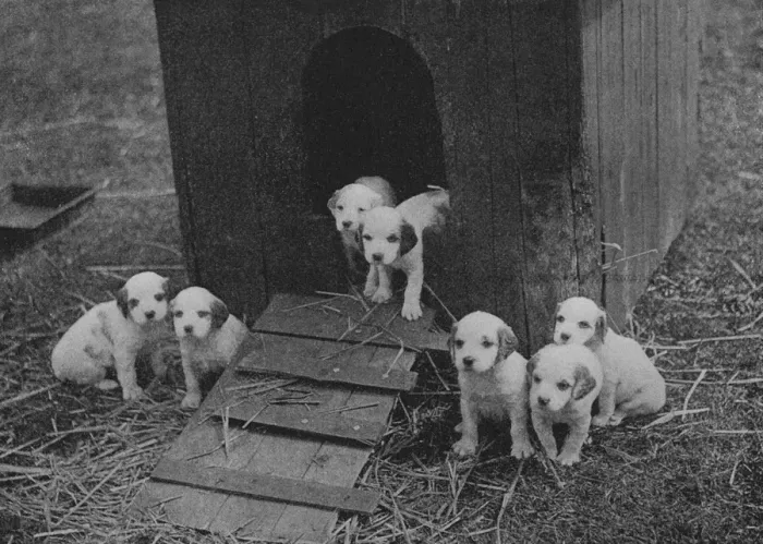 Framed Print : Puppies. Seven scottish puppies and thier kennel Date: 20th century Framed Print : Puppies. Seven scottish puppies and thier kennel Date: 20th century