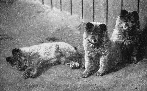 Puppies. Three Chow or Chow-Chow puppies Date: 20th century