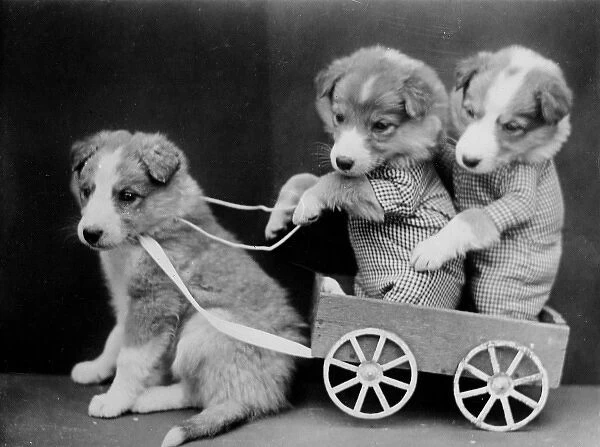 Puppies with a Cart. Three puppies, one of the pulling a cart whilst the