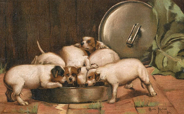 Puppies eating from a large bowl