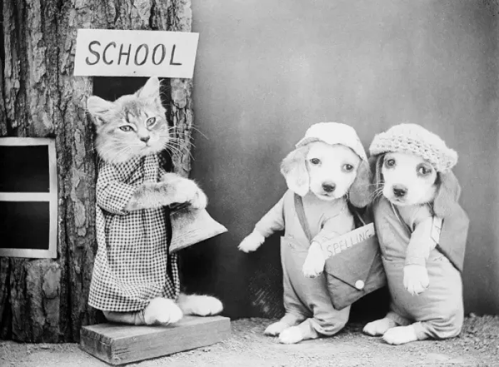 Framed Print : Puppies Going to School