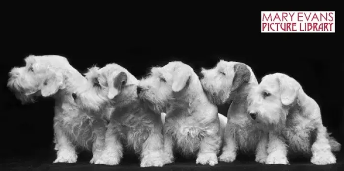 Framed Print : Puppies Mug Picture Framed Print : Puppies Mug Picture